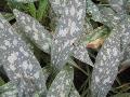 Lungwort, Bethlehem Sage / Plumonaria 